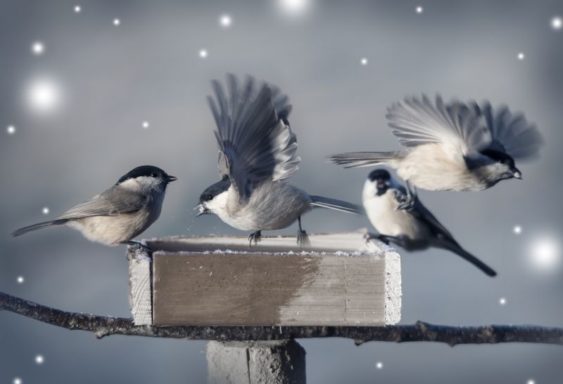 Bird Feeder Installation